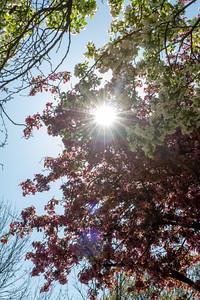 The sun shines through the spring flowers on a tree on campus.